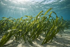 Семена морского венца: как размножается взморник морской и почему его путают с другими существами