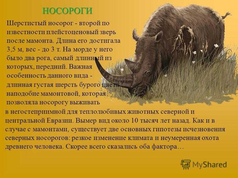 Шерстистый носорог. фото и описание