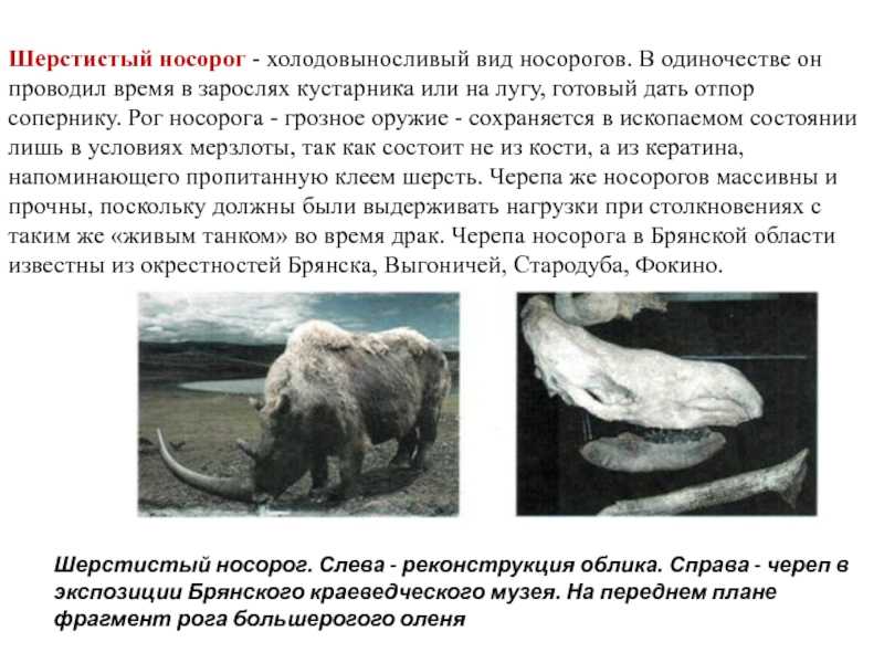 Stephanorhinus / вымершие животные / твой блог