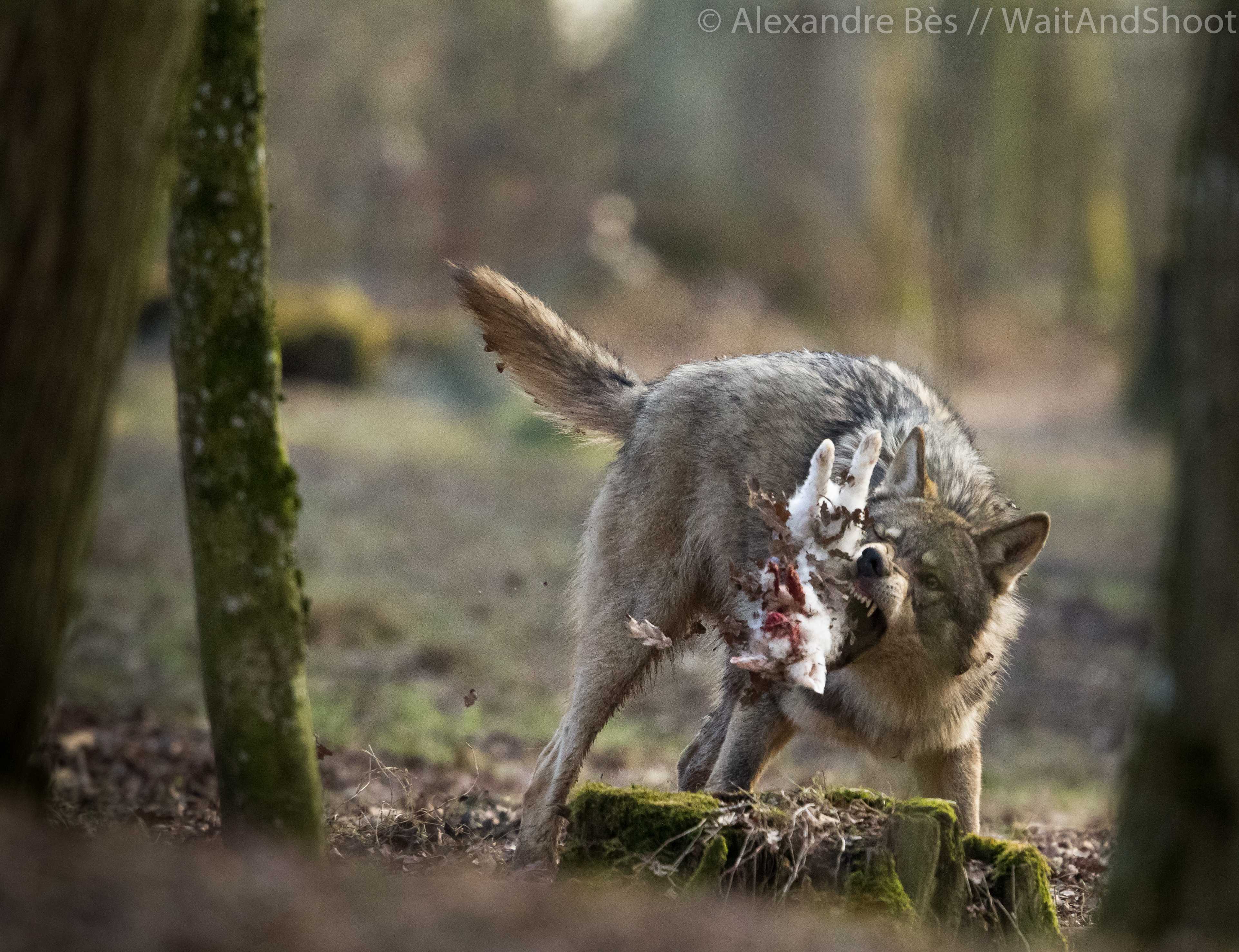 Кто может съесть волка. Животные охотятся. Волк в дикой природе.