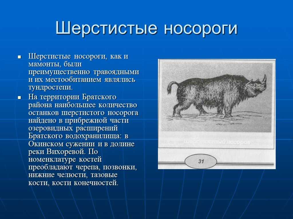 Шерстистый носорог – вымершее животное